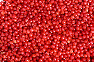 viburnum macro, red viburnum, viburnum berry, raw viburnum, viburnum background, viburnum photo, viburnum texture, autumn viburnum, viburnum branch, red viburnum berry