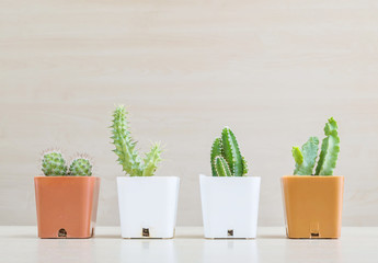 Closeup group of cactus in white and brown plastic pot on blurred wood desk and wood wall textured background with copy space