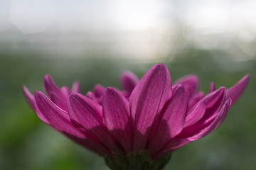 Red chrysanthemum flower soft focus with beautiful bokeh