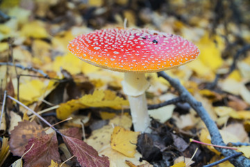 red fly-agaric mushroom with white spots amanita in the autumn forest on a background of yellow leaves