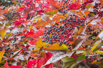 black berries on bright red branches of the tree with autumn leaves