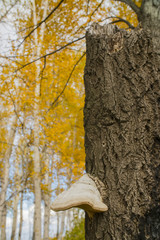 wood mushroom on a bark of an old tree in autumn forest