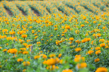Marigold flowers in the farm, Phop Phra, Tak, Thailand