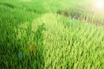 beautiful green rice field from the top view background and Shadow