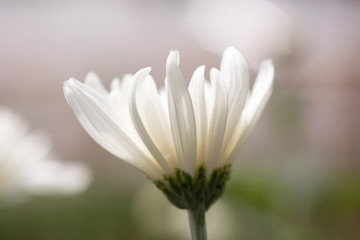 fresh white chrysanthemum as background