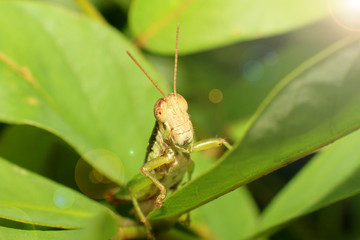Grasshopper on a green leaf