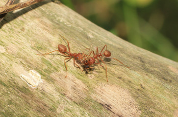 In nature, red ants carrying food