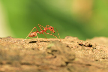 In nature, red ants carrying food