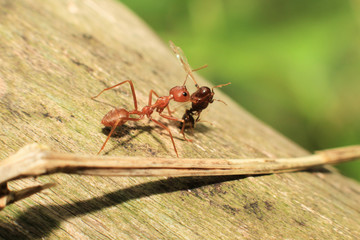 In nature, red ants carrying food