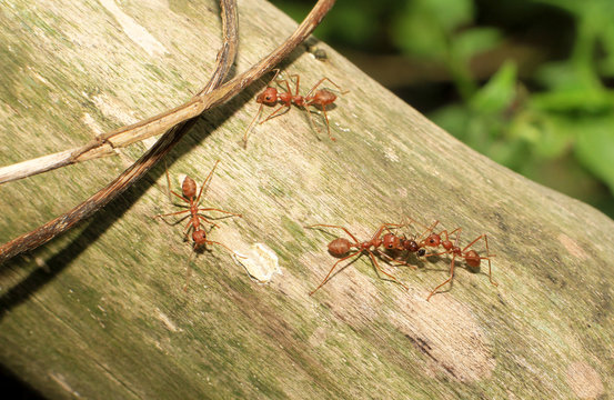 In nature, red ants carrying food