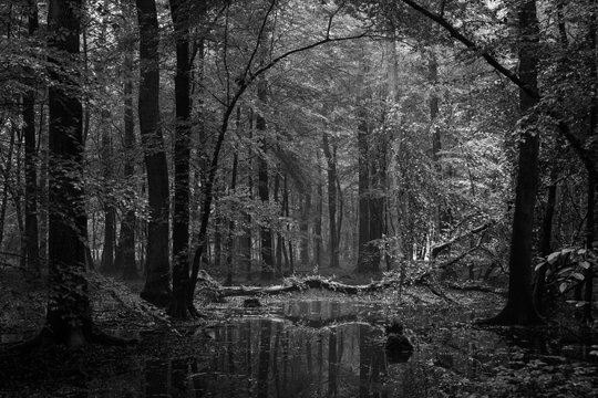 Fototapeta dense forest in black and white  1