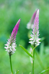 Fototapeta premium Celosia flower or cockscomb flower blooms in decorated garden