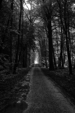 Fototapeta dense forest in black and white  6