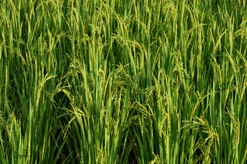 Rice field in the morning.