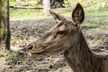 Portrait of a young female moose living in captivity, showing the animal in ist natural habitat