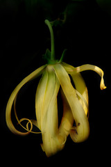 Kananga or Ylang ylang flower isolated on black