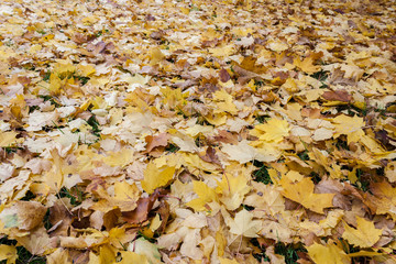 Fall in the city park