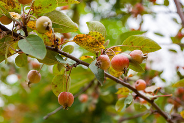 Fall in the city park