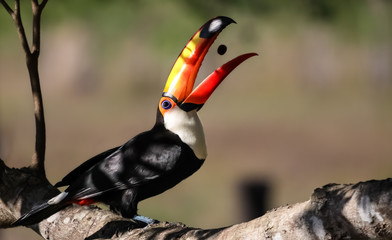 Tukan im Pantanal beim fressen, Brasilien © Uwe Bergwitz