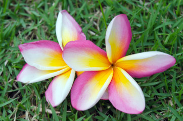 Plumeria flowers on the grass (Other names are frangipani, Apocy