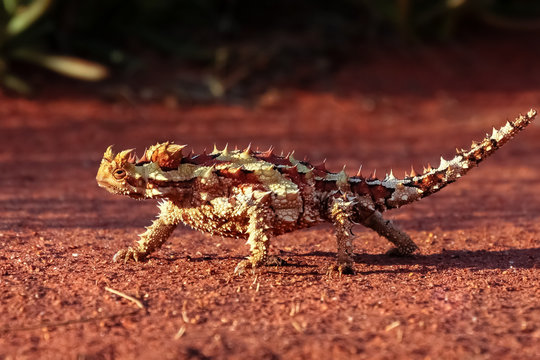 Dornteufel im Outback, Australien