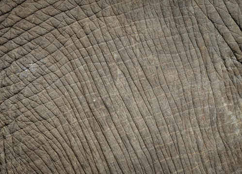 Background, texture Elephant skin with rough and rugged.