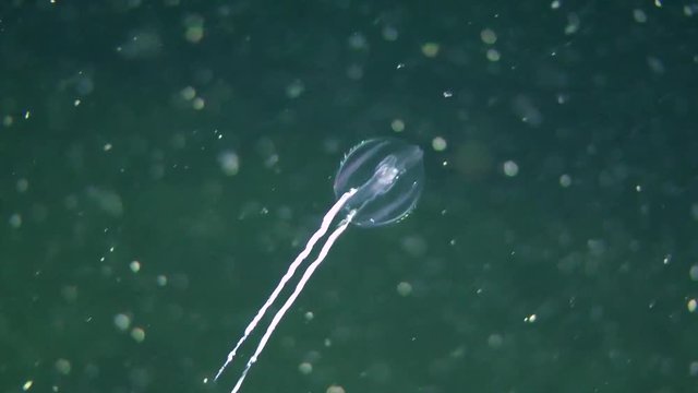 Comb jelly Sea gooseberry (Pleurobrachia pileus) retracts trapping tentacles and swim in the water column.
