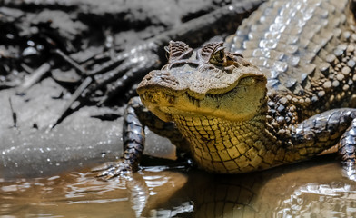 Kaiman am Cano Negro, Costa Rica