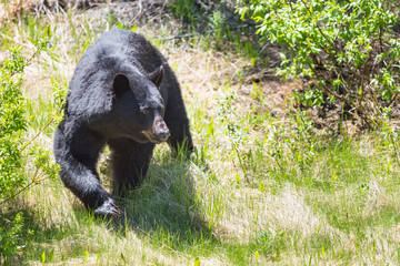 Obraz na płótnie Canvas American Black Bear (Ursus americanus).