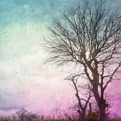 Vintage background with bare trees in soft colors.