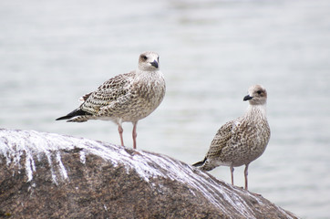 Two White Sea Gulls on the beach on the stone