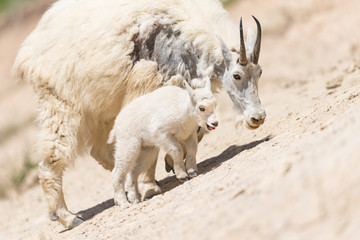 Obraz premium Mountain goat (Oreamnos americanus)