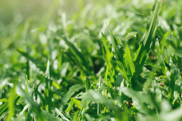 Beautiful close up background, texture  of green grass