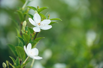 Beautiful white flowers. with soft focus and blur background