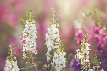 Beautiful background white flowers. with soft focus