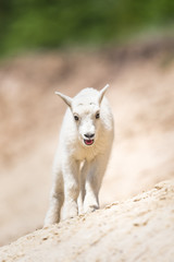 Fototapeta premium Mountain goat (Oreamnos americanus)