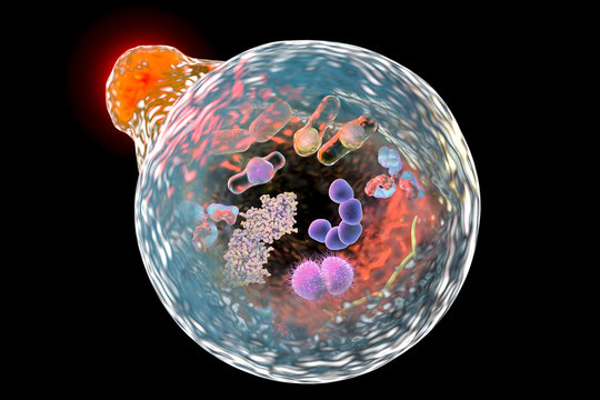 Mechanism of cellular authophagy, illustration for Nobel Prize Award in Medicine 2016. 3D illustration showing fusion of lysosome with autophagosome containing microbes and molecules