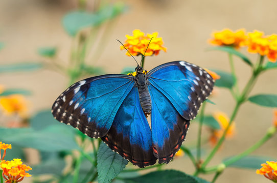 Blauer Morphofalter