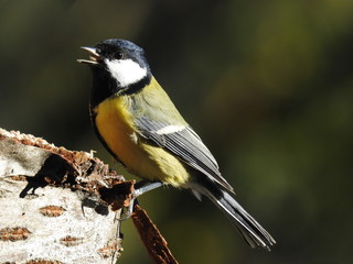 Parus major