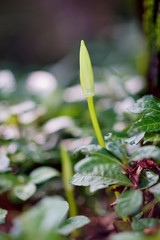 ヒガンバナの芽