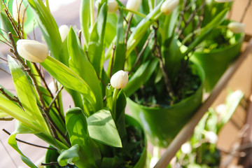 Obraz premium Tender white tulips grow in green flowerpots