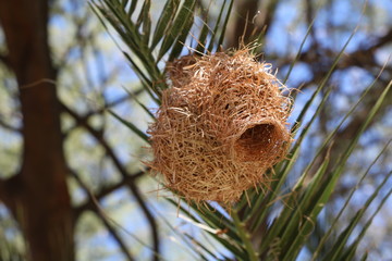 Weaver bird nest in palm tree, Namibia Africa 