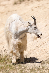 Mountain goat (Oreamnos americanus)