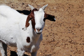 Curious goat in Namibia, Africa
