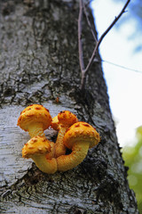 mushrooms on the trunk of the Birch