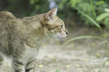 cat  staring at something .