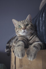 American shorthair cat