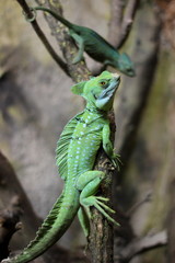 Chameleon iguana