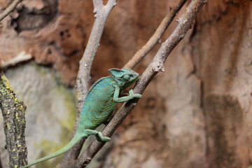 Naklejka na ściany i meble Chameleon iguana