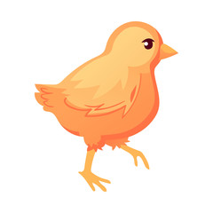 Full body of little chicken, cartoon vector illustration isolated on white background. Side view of cute little chicken, walking on white background
